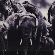 Laurent Baheux (1970)