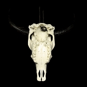 Carved water buffalo skull, 20th century - 3