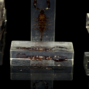 Colección entomológica de escorpiones, s.XXI