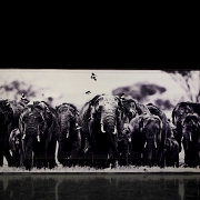 Laurent Baheux (1970)