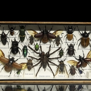 Dos cajas entomológicas con colección de insectos y arácnidos, s.XX