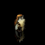 Pequeño sello de jade, dinastía Han