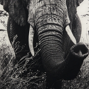 Laurent Baheux (1970) 