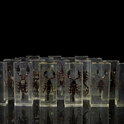 Colección entomológica de escorpiones, s.XXI