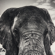 Laurent Baheux (1970) 