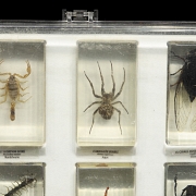 Colección entomológica de artrópodos e insectos, s.XX-XXI