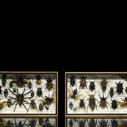 Dos cajas entomológicas con colección de insectos y arácnidos, s.XX