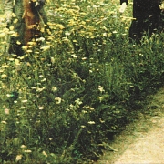 Reproducción en Autochrome, 