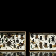Dos cajas entomológicas con colección de insectos y arácnidos, s.XX