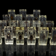 Colección entomológica de escorpiones, s.XXI