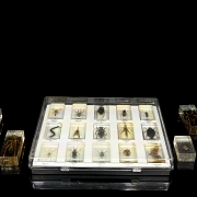 Colección entomológica de artrópodos e insectos, s.XX-XXI