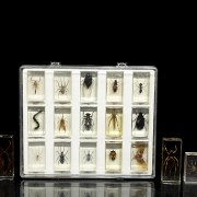 Colección entomológica de artrópodos e insectos, s.XX-XXI