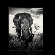 Laurent Baheux (1970) 