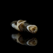 Dizi de ágata tallada 