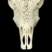 Carved water buffalo skull, 20th century - 2