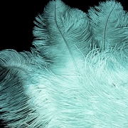 Fan with sky blue feathers, 20th century