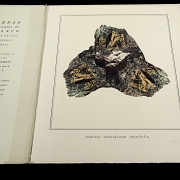 米格尔·安赫尔·布兰科 Miguel Angel Blanco《石头花》,2003年