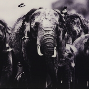 Laurent Baheux (1970)