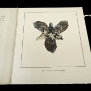 Miguel Angel Blanco “Flores Pétreas”, 2003 - 2