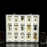 Colección entomológica de artrópodos e insectos, s.XX-XXI