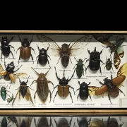 Dos cajas entomológicas con colección de insectos y arácnidos, s.XX