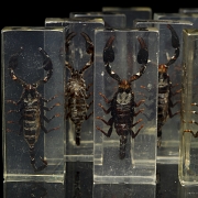 Colección entomológica de escorpiones, s.XXI