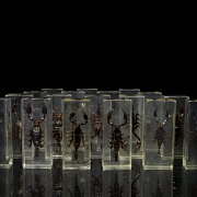 Colección entomológica de escorpiones, s.XXI