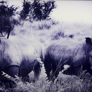 Laurent Baheux (1970)