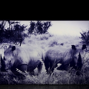 Laurent Baheux (1970)