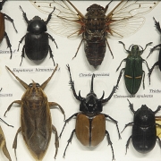 Dos cajas entomológicas con colección de insectos y arácnidos, s.XX