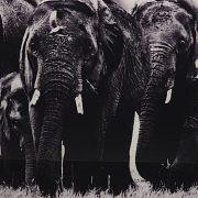 Laurent Baheux (1970)