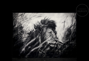 Laurent Baheux (1970)