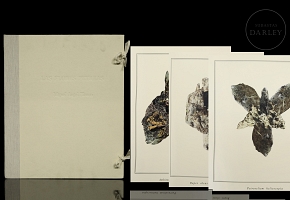 米格尔·安赫尔·布兰科 Miguel Angel Blanco《石头花》，2003年