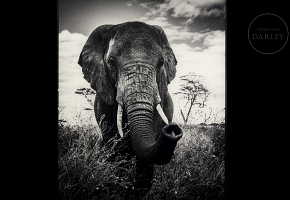 Laurent Baheux (1970)