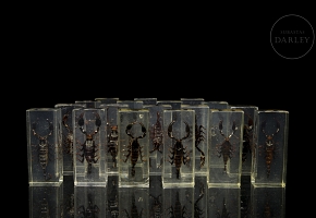 Colección entomológica de escorpiones, s.XXI