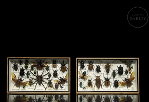 Dos cajas entomológicas con colección de insectos y arácnidos, s.XX