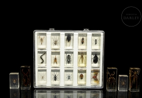 Colección entomológica de artrópodos e insectos, s.XX-XXI