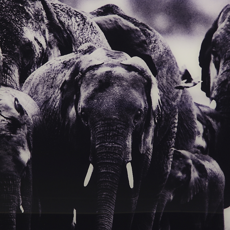 Laurent Baheux (1970)