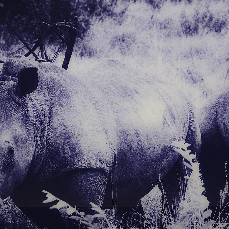Laurent Baheux (1970)
