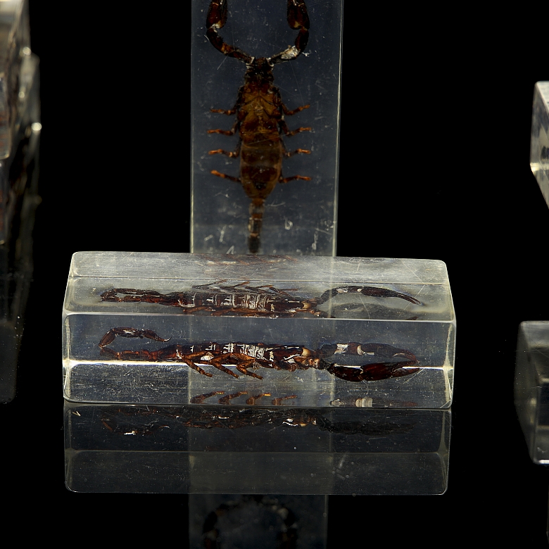 Colección entomológica de escorpiones, s.XXI