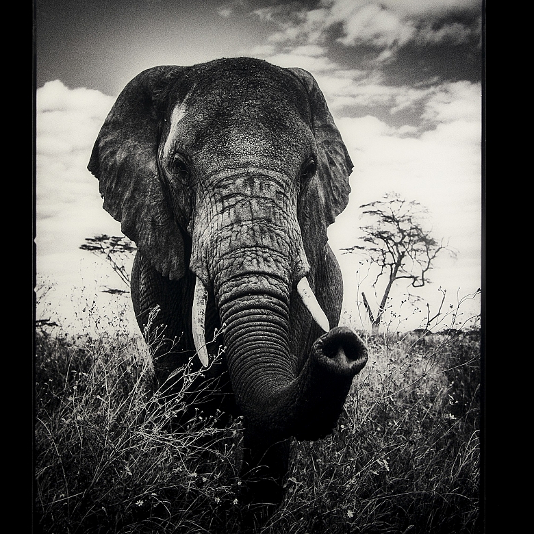 Laurent Baheux (1970) 