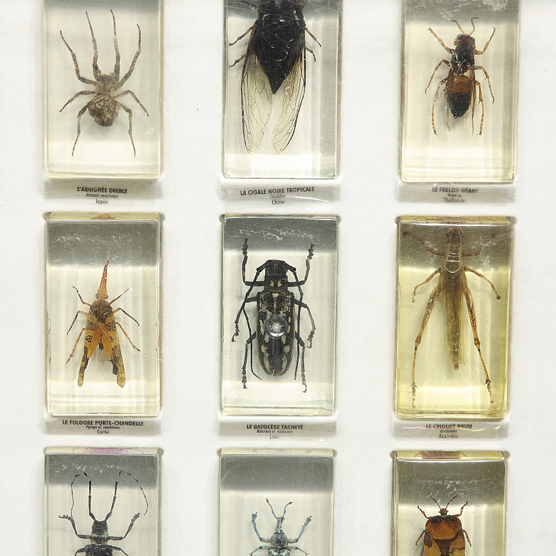 Colección entomológica de artrópodos e insectos, s.XX-XXI