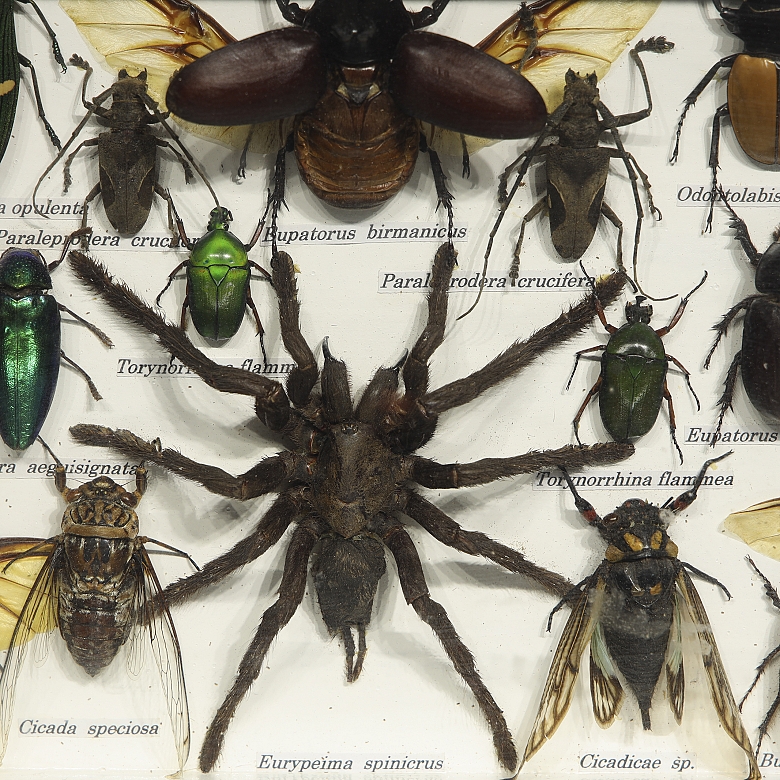Dos cajas entomológicas con colección de insectos y arácnidos, s.XX