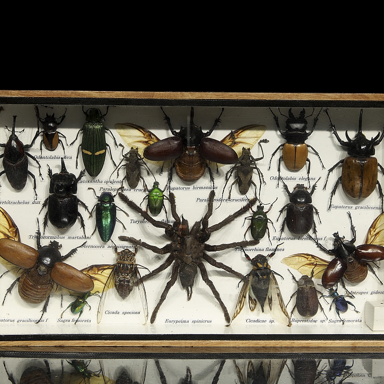 Dos cajas entomológicas con colección de insectos y arácnidos, s.XX