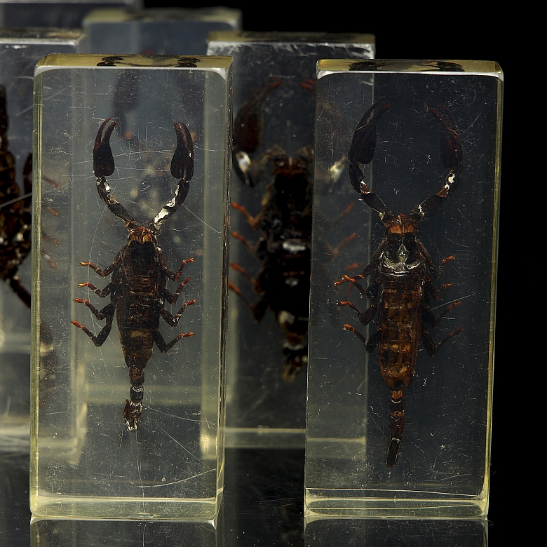 Colección entomológica de escorpiones, s.XXI