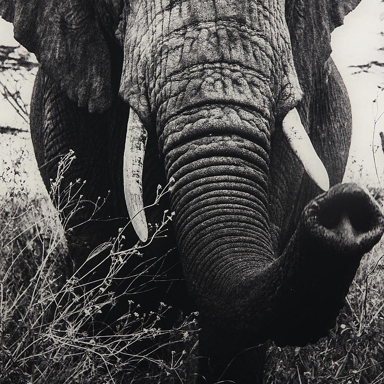 Laurent Baheux (1970) 