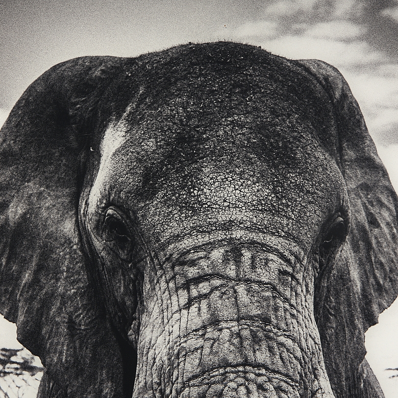 Laurent Baheux (1970) 