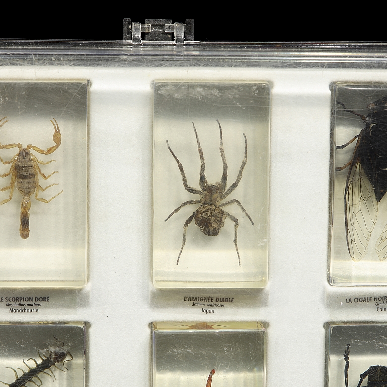 Colección entomológica de artrópodos e insectos, s.XX-XXI