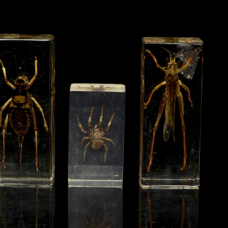 Colección entomológica de artrópodos e insectos, s.XX-XXI