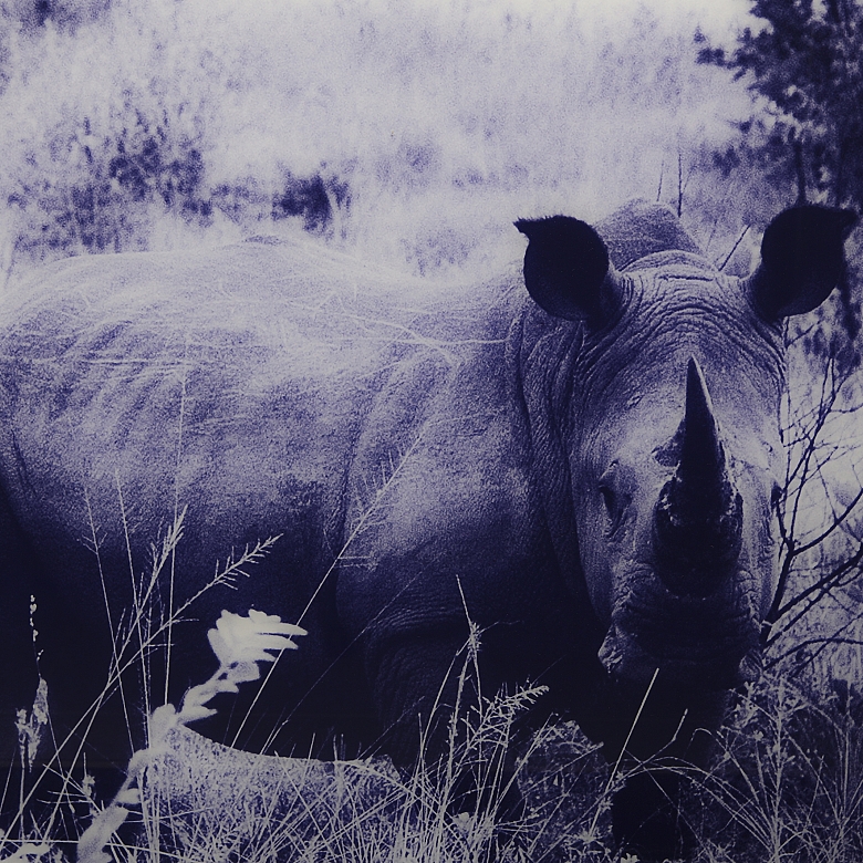 Laurent Baheux (1970)